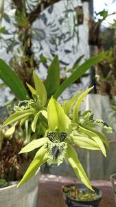 Perlu Upaya Penyelamatan, Pupuk Kaltim Ajak Kenali 4 Tanaman Endemik yang Terancam Punah di Indonesia