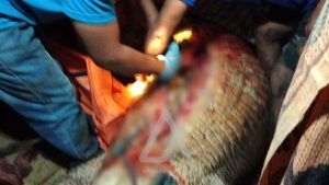 Hilang 2 Hari, Pria di Kutim Ditemukan di Perut Buaya