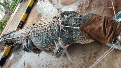 DPRD Bontang Geram Tak Dilibatkan dalam Rencana Pembangunan Penangkaran dan Pengembalian Buaya Riska