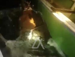 Video Penangkapan Buaya Ompong di Perairan Sungai Guntung