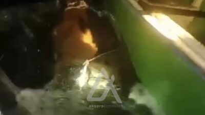 Video Penangkapan Buaya Ompong di Perairan Sungai Guntung
