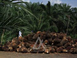 Kelapa Sawit Dominasi Usaha Pertanian Perorangan di Kaltim