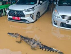 Soal Foto Buaya di Permukiman Kelurahan Api-Api, Editan yang Disebar ke Grup WA