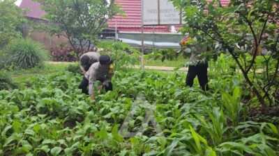 Dukung Ketahanan Pangan, Kapolsek Bontang Selatan Sulap Lahan Kosong Jadi Kebun