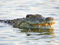 Buaya yang Diduga Terkam Warga Muara Badak di Empang Berhasil Ditangkap
