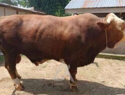 Bontang Dapat Bantuan Sapi Kurban dari Presiden Prabowo, Ini Lokasi Penyembelihannya