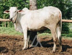 Marak Penyakit LSD, Sapi Asal Pulau Jawa Belum Boleh Masuk Bontang