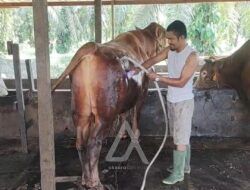 Malika, Sapi Kurban Presiden Prabowo untuk Warga Bontang Seharga Rp70 Juta