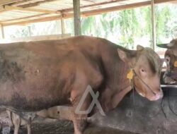 Mengenal Sapi Simmental, Milik Peternak Bontang yang Dipilih Presiden RI untuk Hewan Kurban