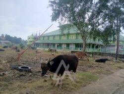 Sambut Iduladha Penjualan Hewan Kurban di Bontang Laris Manis, Sapi Bali Paling Banyak Dibeli