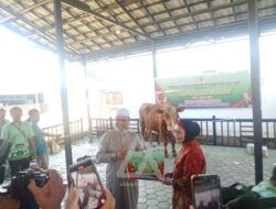 Wali Kota Neni Serahkan Sapi Kurban Bantuan Presiden Prabowo