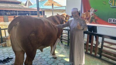Sapi Kurban Bantuan Presiden Prabowo untuk Bontang Disembelih H+1 Iduladha, Target Penerima 250 KK