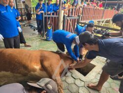 Sapi Kurban Presiden Prabowo di Masjid Al-Wahhab Disembelih, Distribusi Daging Siang