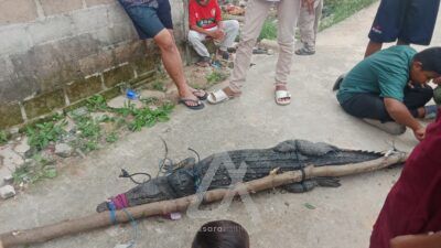 Buaya Serang Lansia di Tanjung Limau saat Cari Kerang, Sang Predator Berhasil Ditangkap