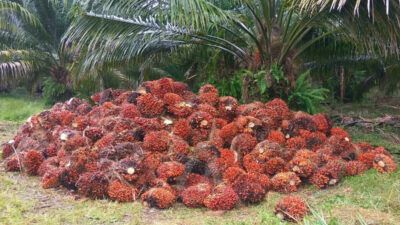 Permintaan Global Naik, Harga TBS Sawit di Kaltim Melambung
