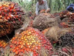 Petani Sawit Kaltim Tersenyum Lebar, Harga TBS Terus Merangkak Naik