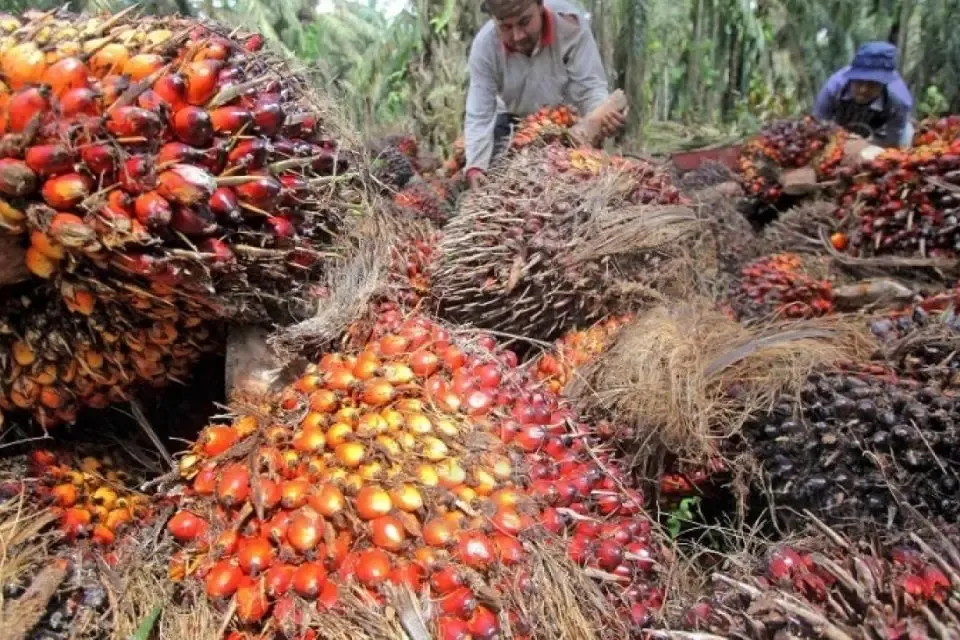 Ilustrasi Petani Sawit di Kaltim. (Istimewa).