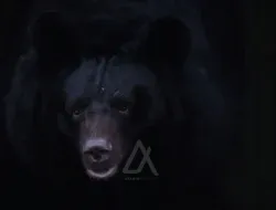 Beruang Serang Pawang saat Pertunjukan Satwa di Taman Safari China