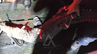 Gerak Cepat, Disdamkartan Bontang Evakuasi Buaya di Kolong Rumah Warga KS Tubun