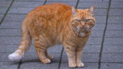 Viral! Pria Lempar Kucing dari Jembatan ke BKT Semarang, Berakhir Diamankan Polisi